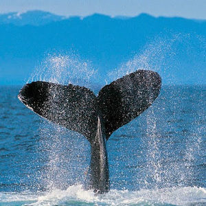 Meet your Posher, Simson